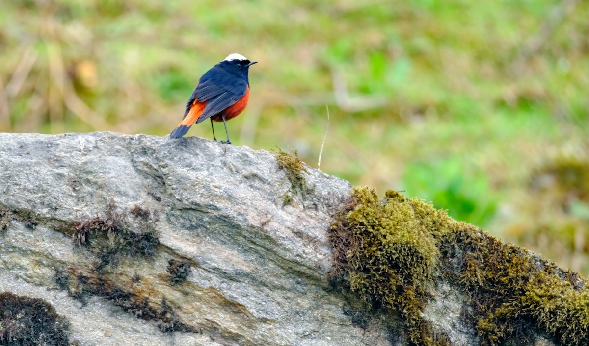 White-capped Redstart - Nara Jayaraman