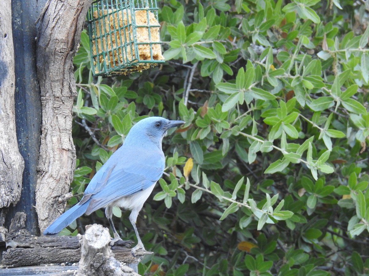 Mexican Jay - ML619070873