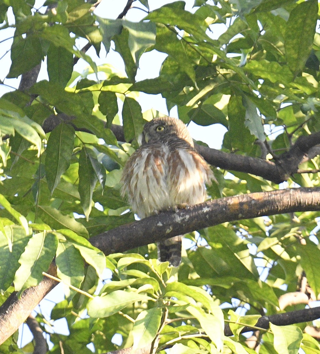 Asian Barred Owlet - ML619071000