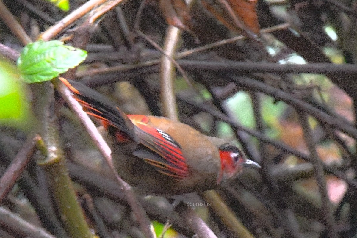 Red-faced Liocichla - ML619071007