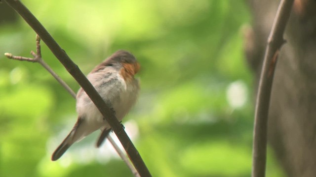 Red-breasted Flycatcher - ML619071018