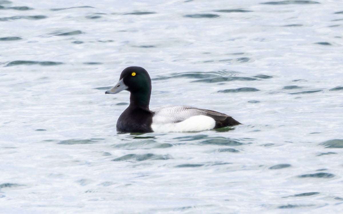 Greater Scaup - ML619071039