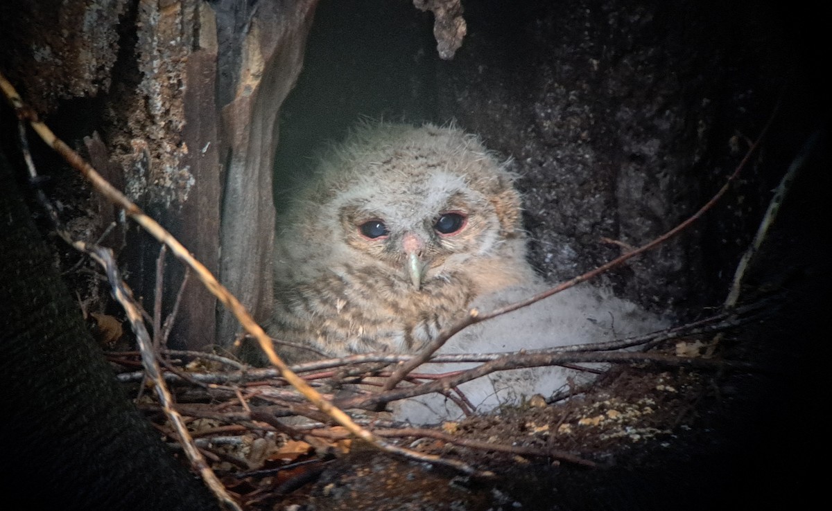 Tawny Owl - ML619071046