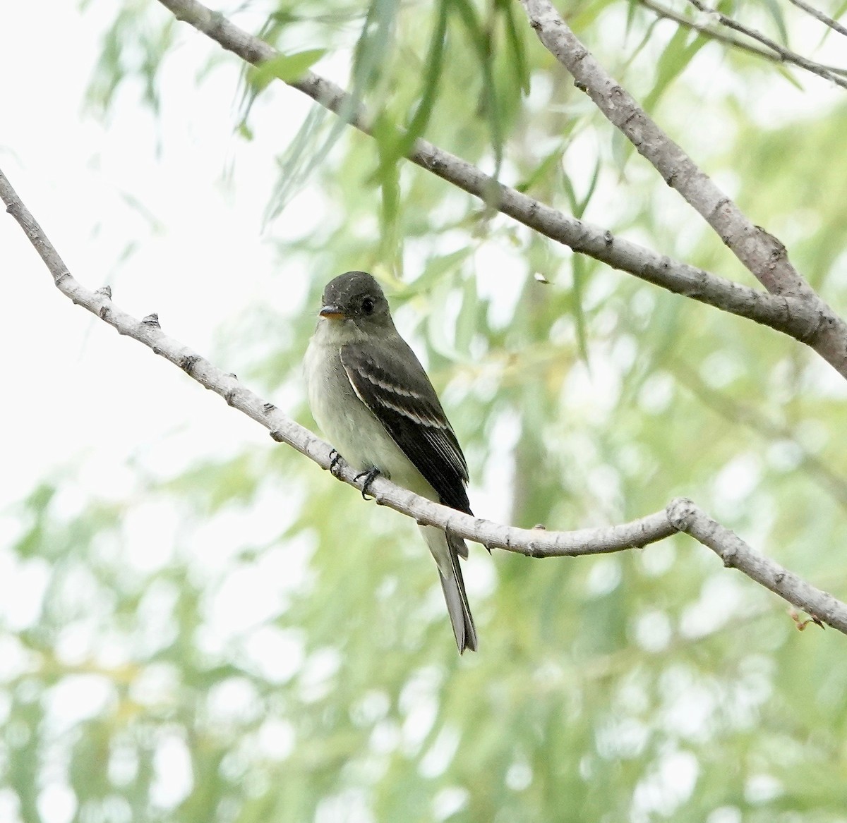 Eastern Wood-Pewee - Michael Leven