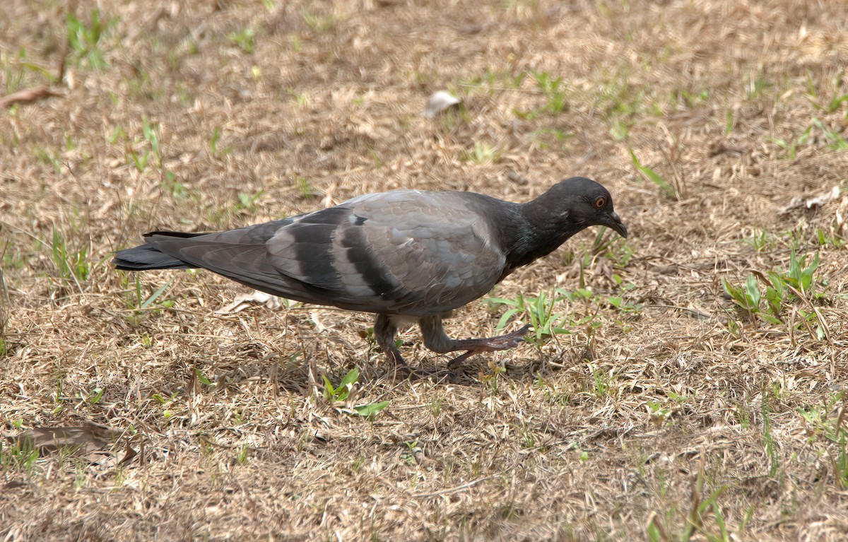 Rock Pigeon (Feral Pigeon) - Pipope Panitchpakdi