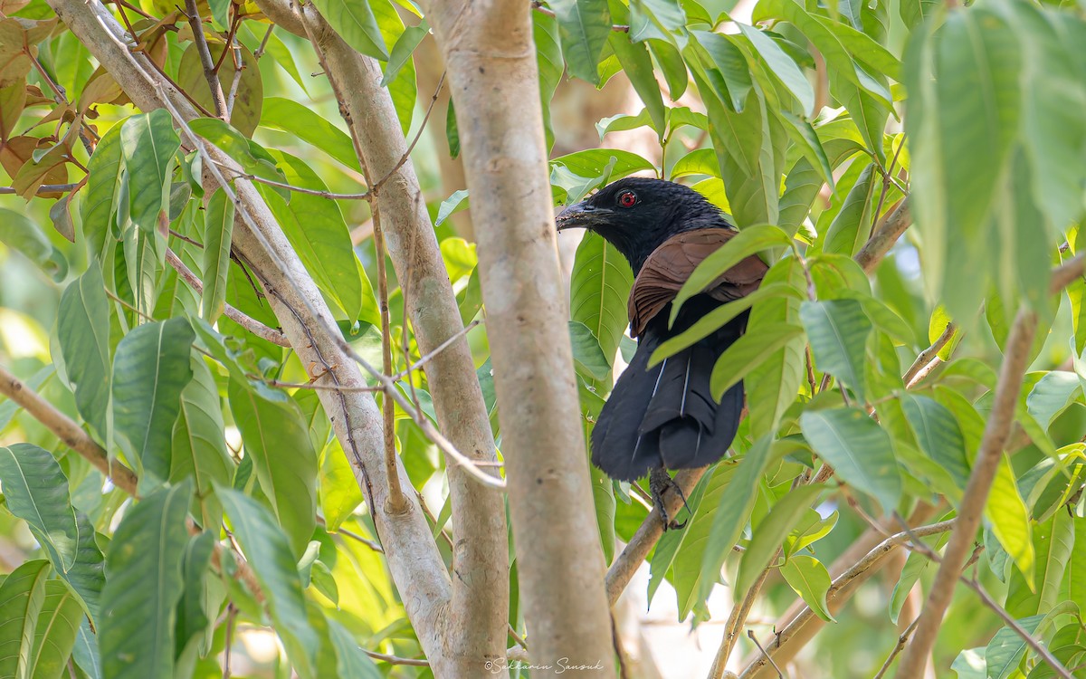 Greater Coucal - ML619071077
