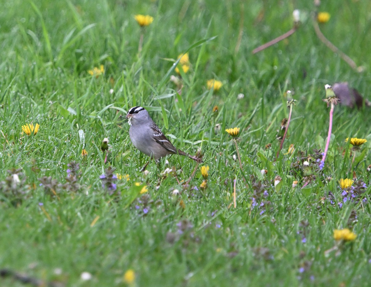 White-crowned Sparrow - ML619071198