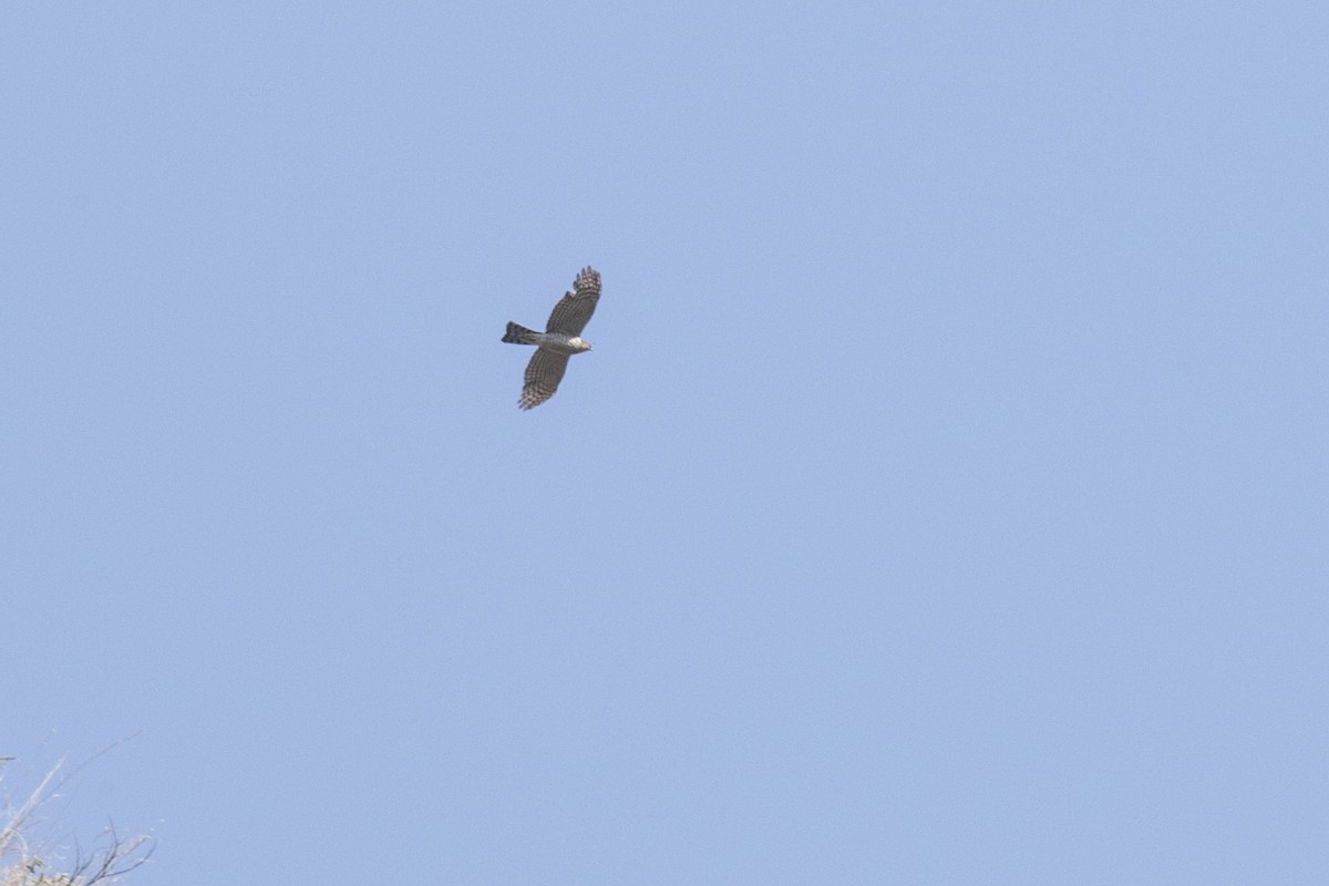 Eurasian Sparrowhawk - ML619071200