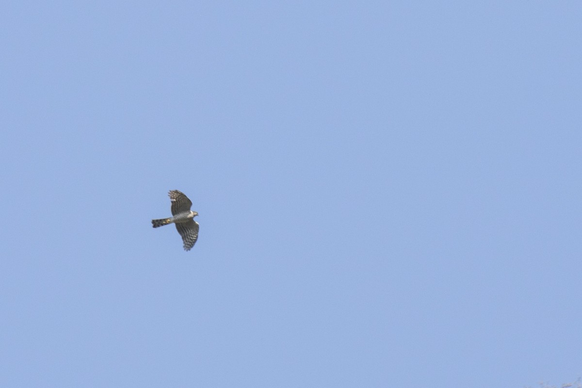 Eurasian Sparrowhawk - ML619071201
