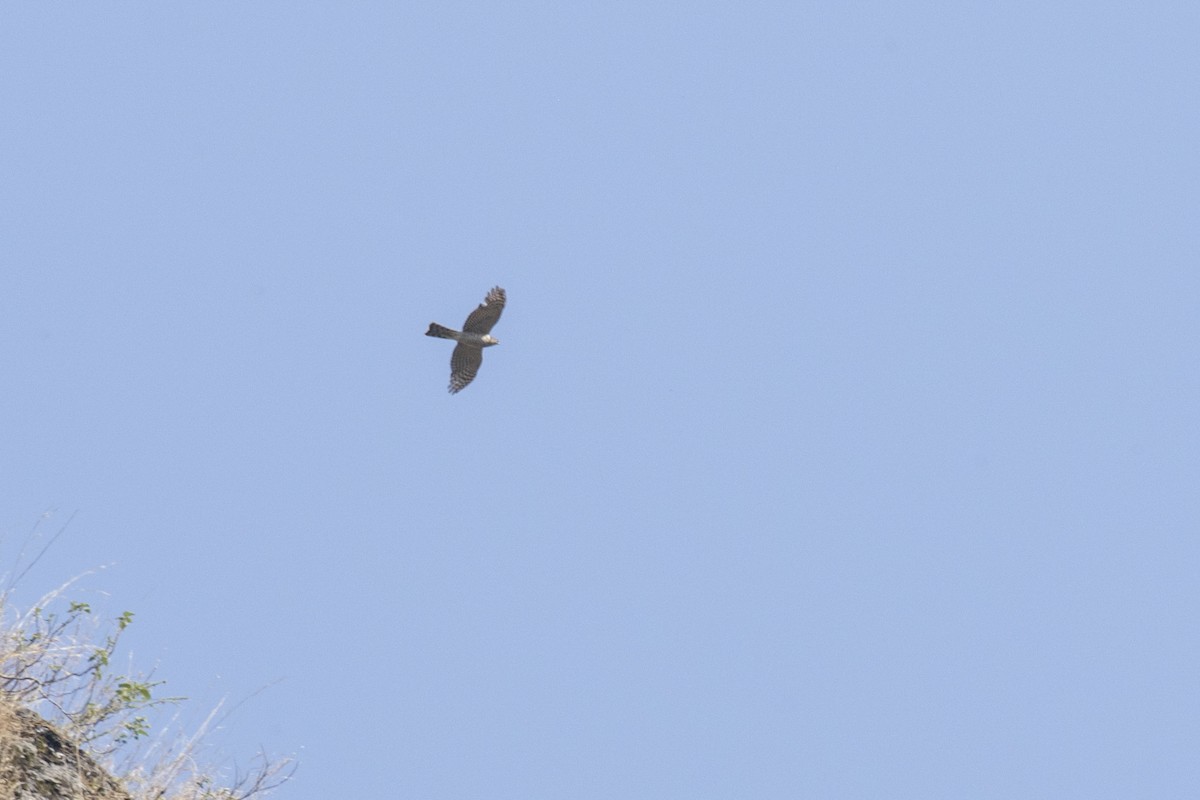 Eurasian Sparrowhawk - ML619071202