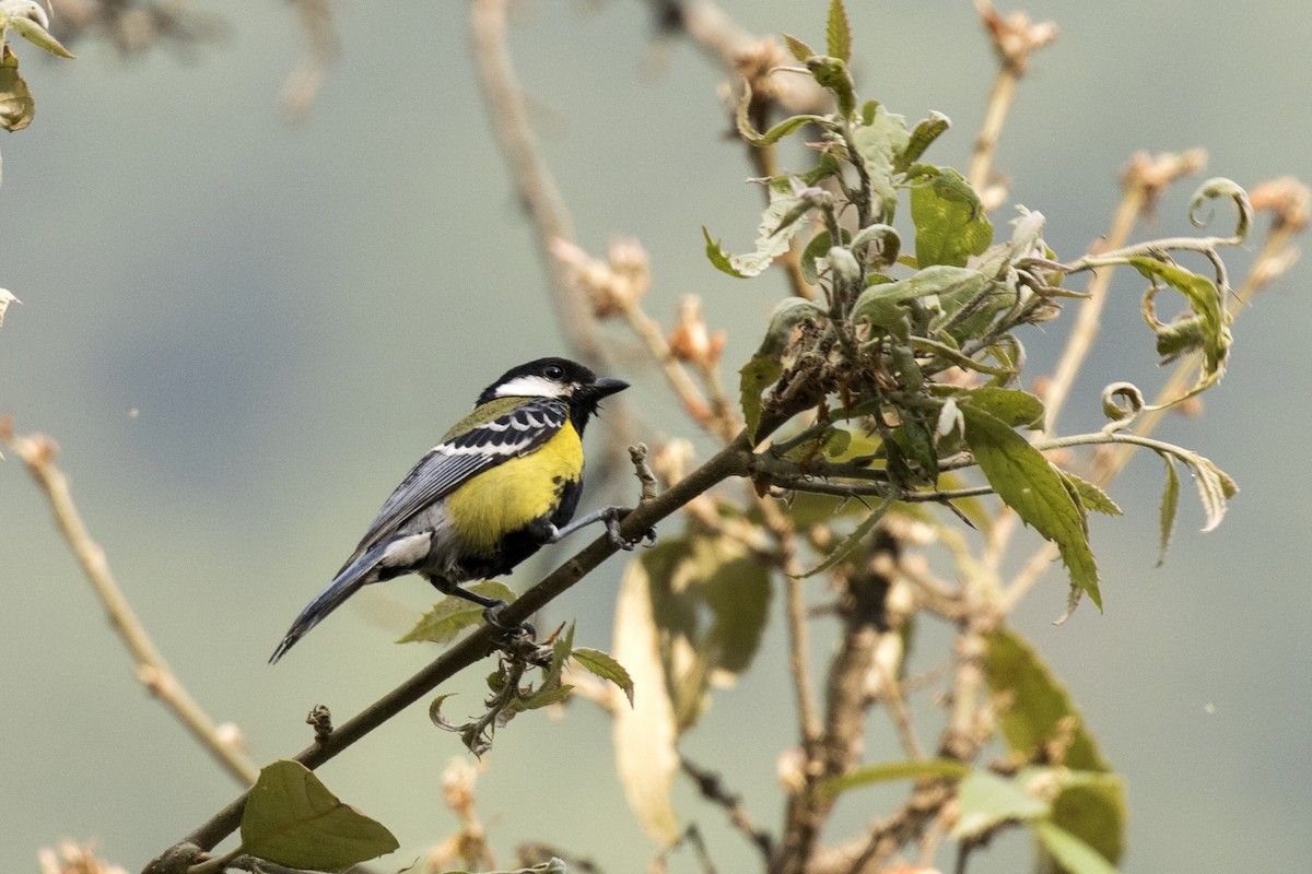 Green-backed Tit - ML619071230