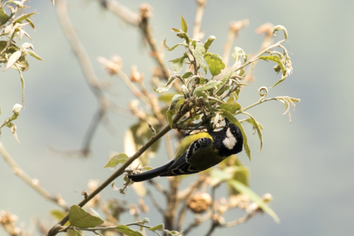 Green-backed Tit - ML619071231