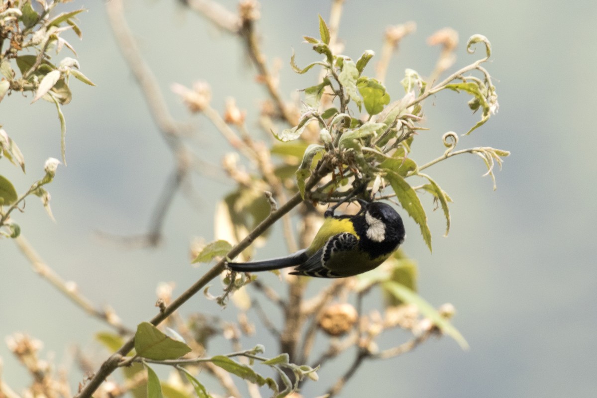 Green-backed Tit - ML619071233