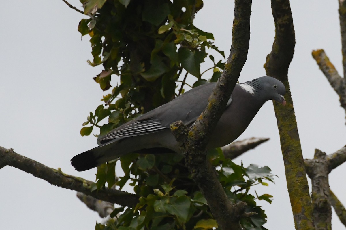 Common Wood-Pigeon - Michael Louey