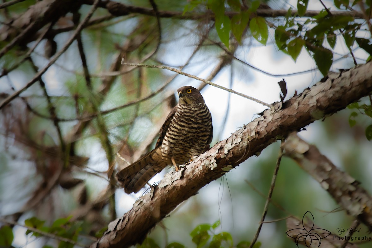 Madagascar Sparrowhawk - ML619071282