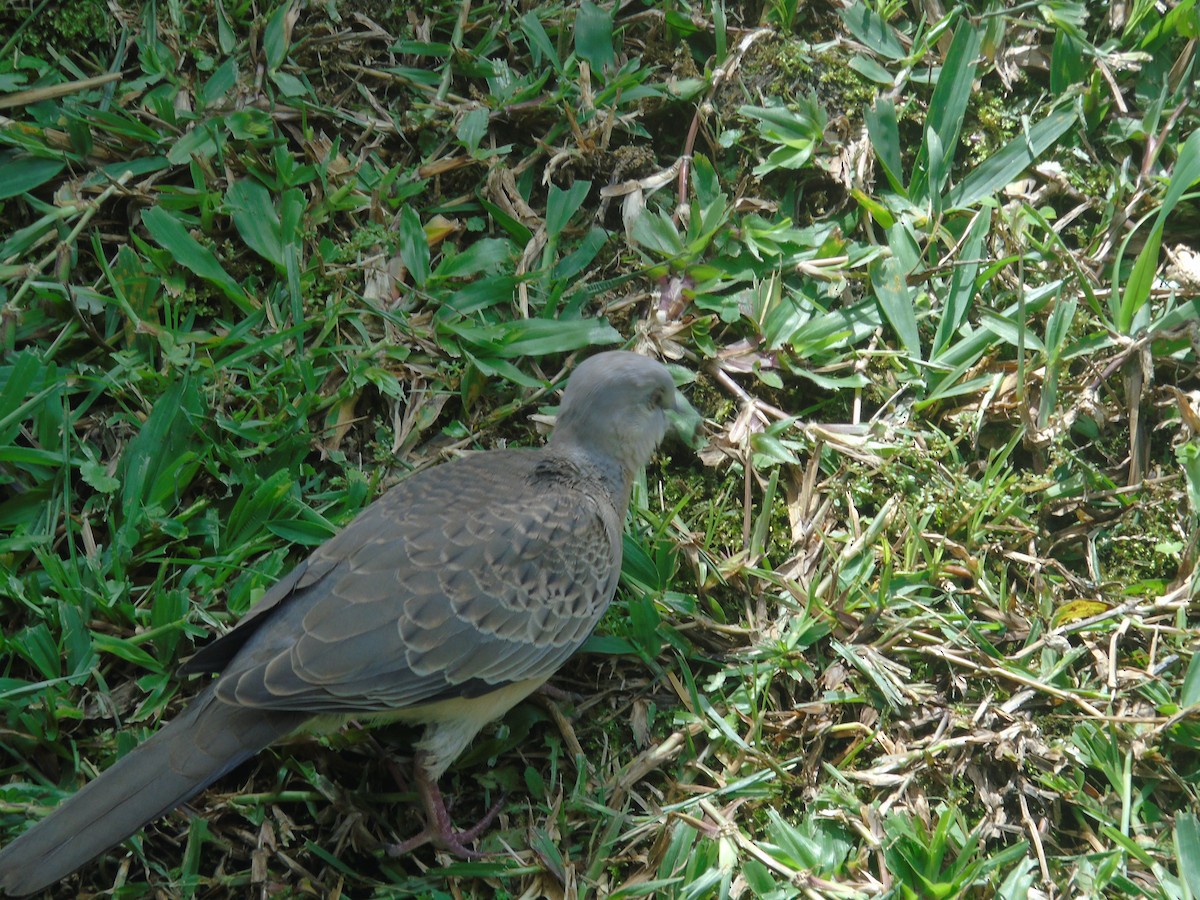 Spotted Dove - ML619071284