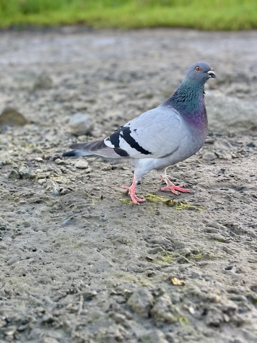 Rock Pigeon (Feral Pigeon) - ML619071316