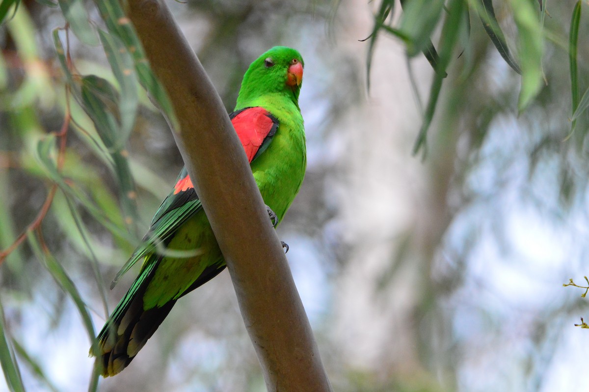 Red-winged Parrot - ML619071332