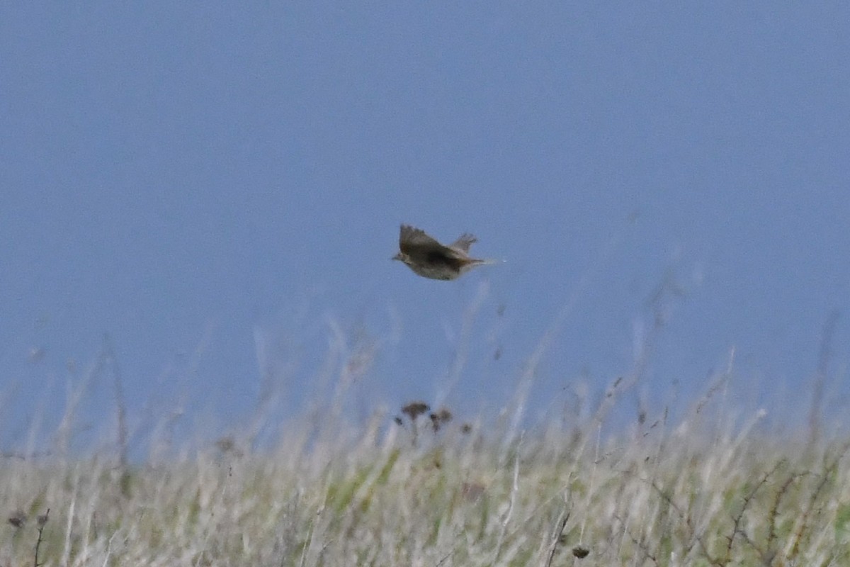 Meadow Pipit - ML619071347