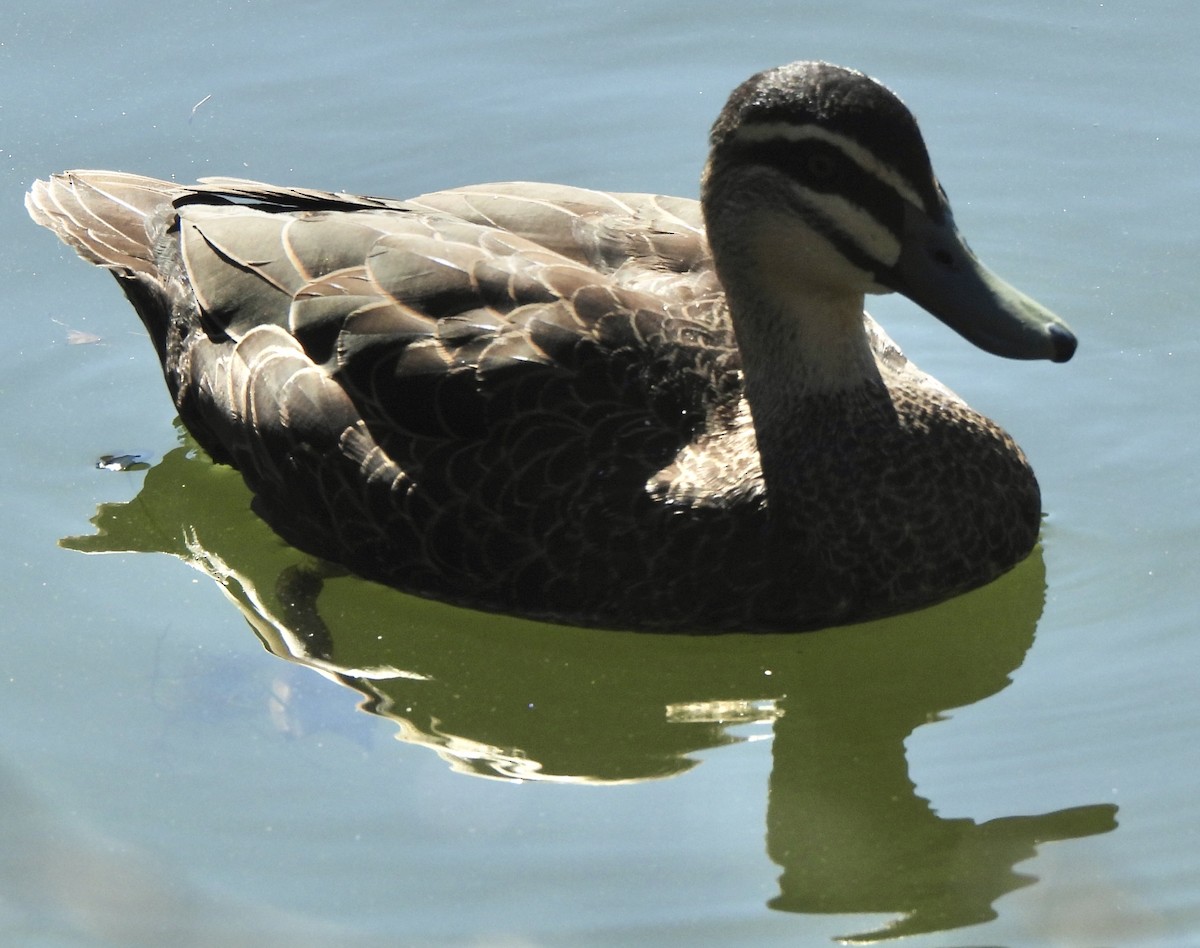 Pacific Black Duck - ML619071349
