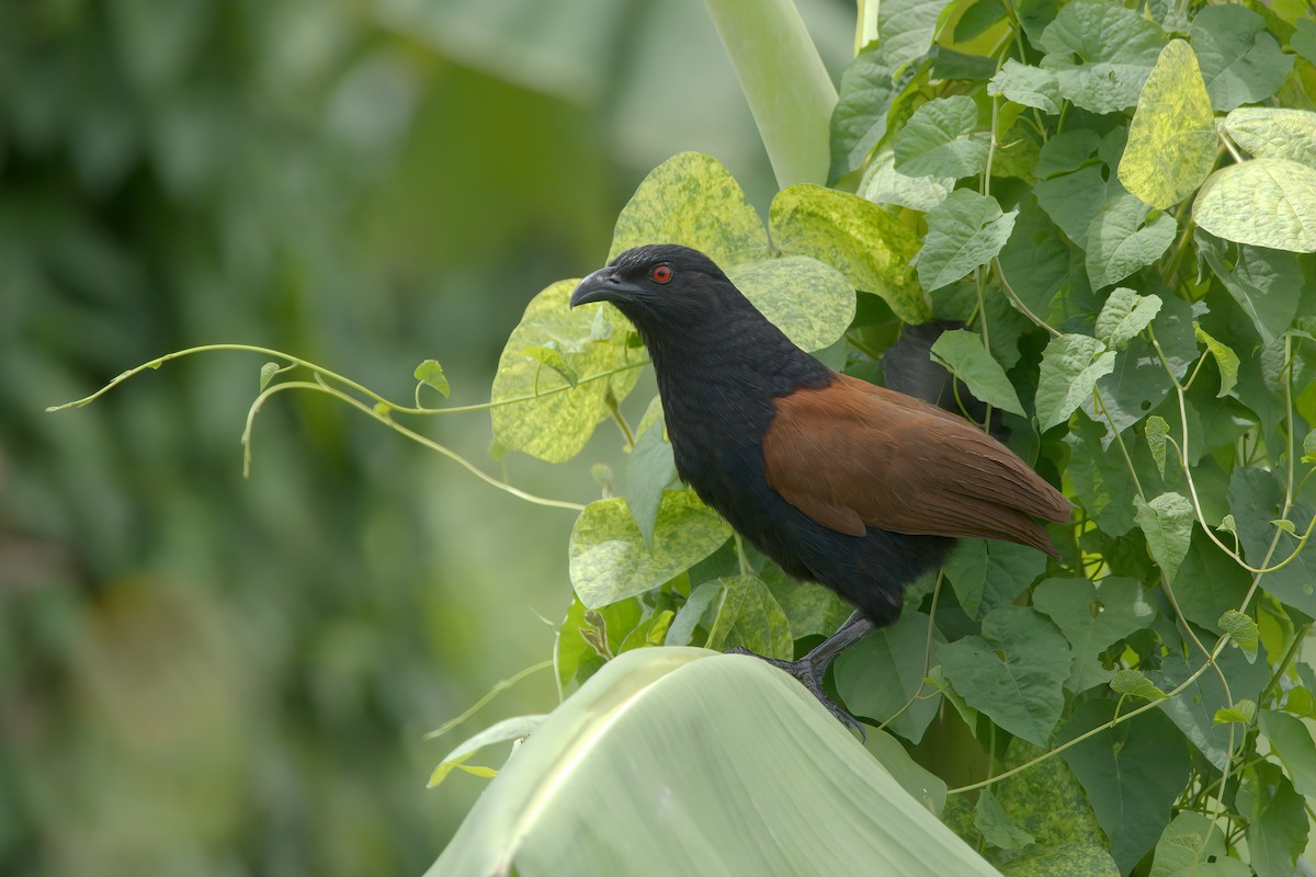 Greater Coucal - Pipope Panitchpakdi