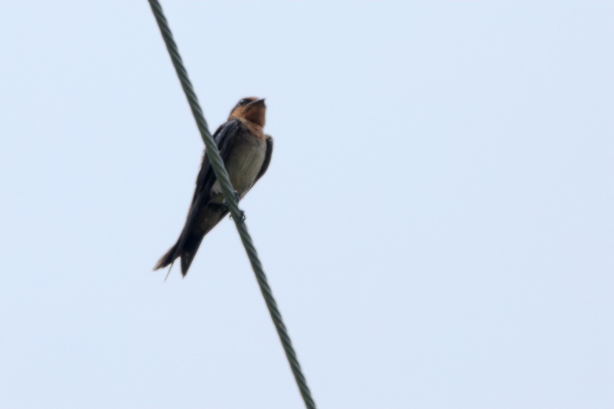 Pacific Swallow - Pipope Panitchpakdi
