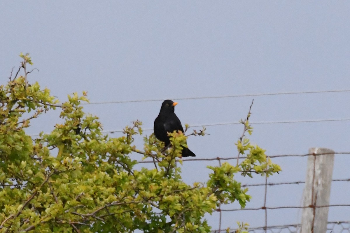 Eurasian Blackbird - ML619071368