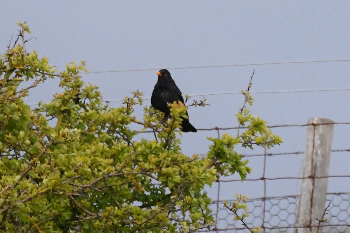 Eurasian Blackbird - ML619071369