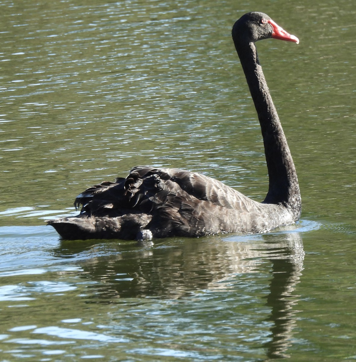 Black Swan - ML619071375