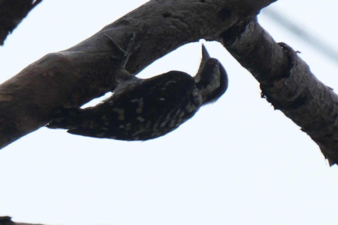 Brown-capped Pygmy Woodpecker - ML619071389