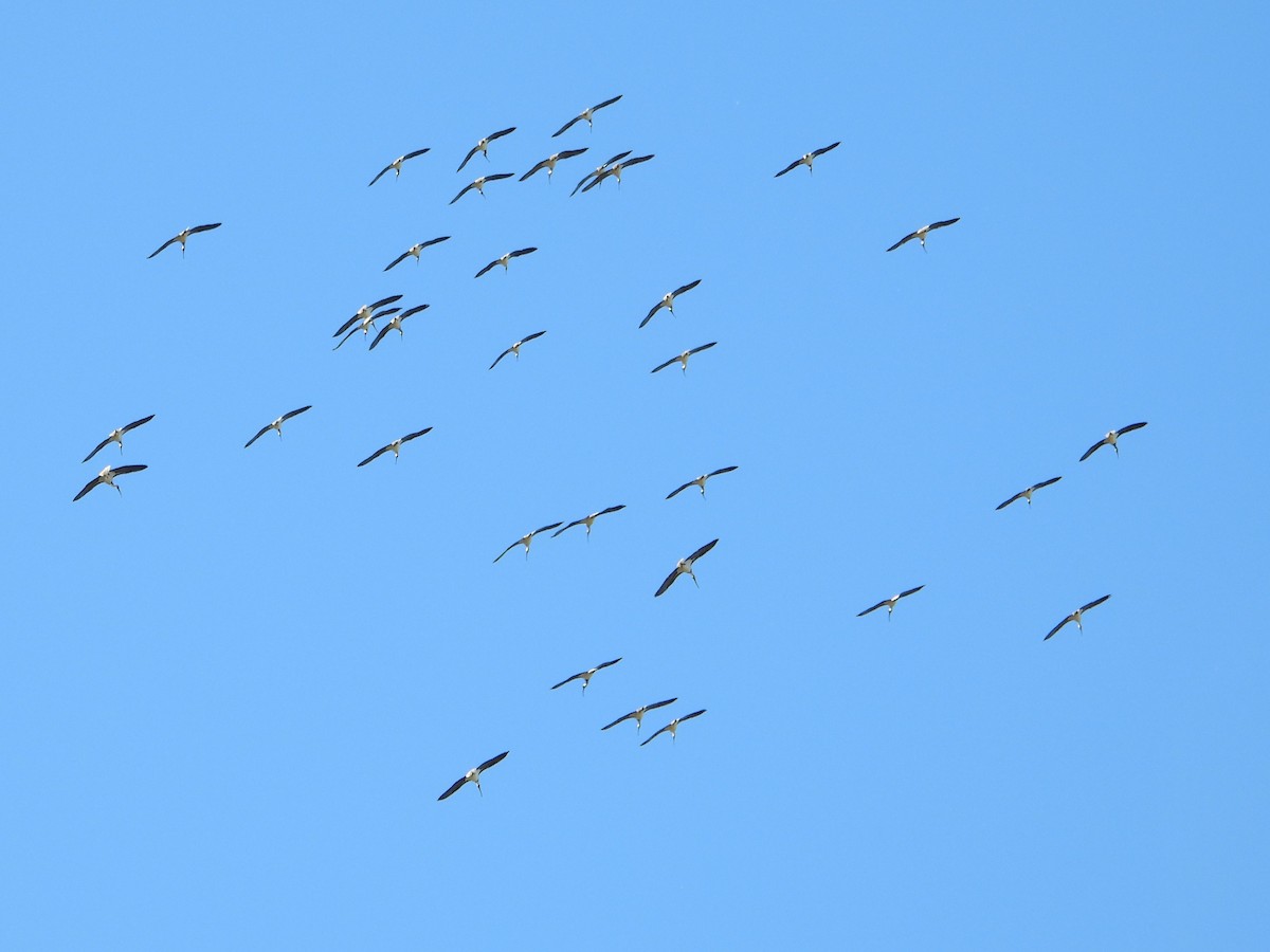 ibis slámokrký - ML619071440