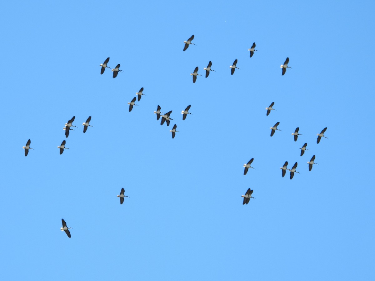 ibis slámokrký - ML619071441