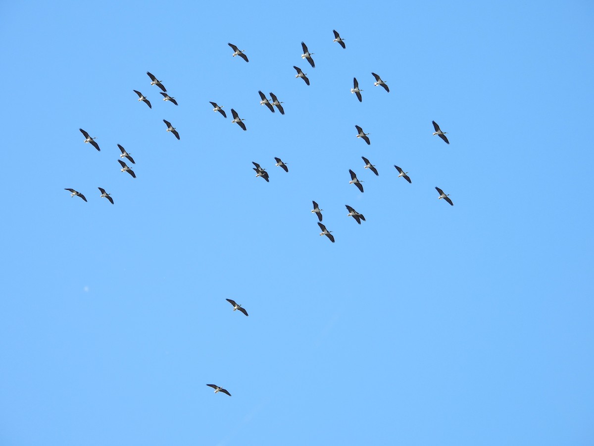 ibis slámokrký - ML619071442