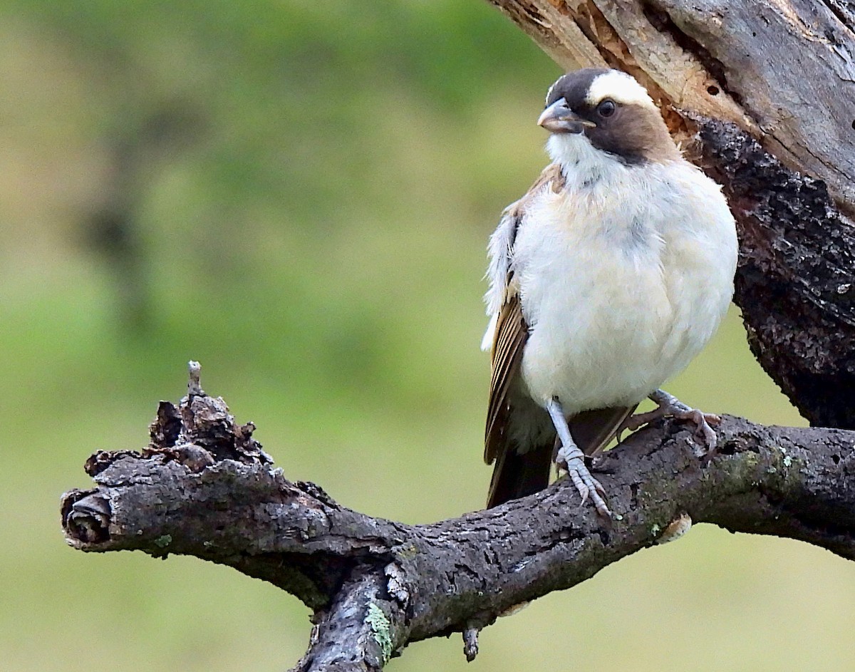White-browed Sparrow-Weaver - ML619071449