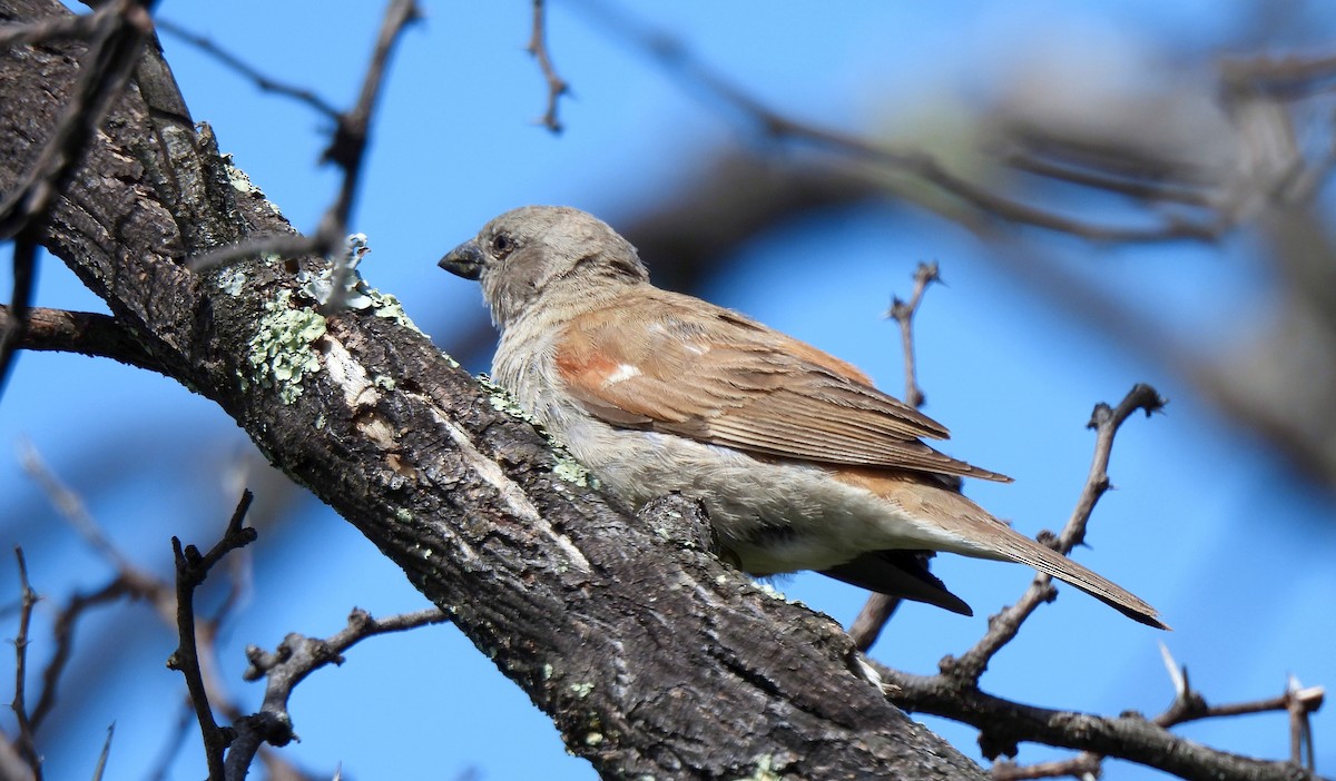 Southern Gray-headed Sparrow - Hubert Söhner