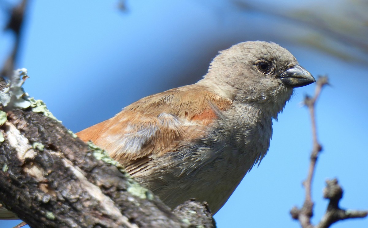 Southern Gray-headed Sparrow - ML619071471