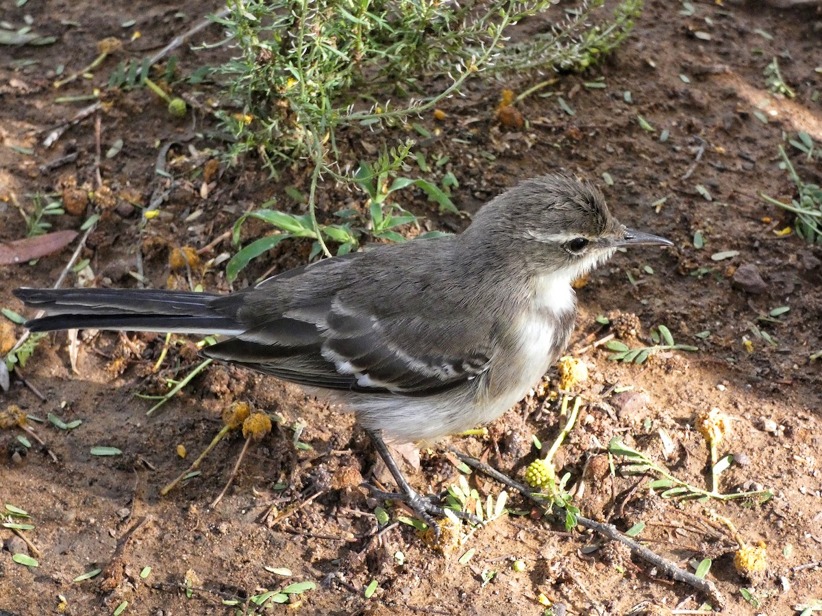 Cape Wagtail - ML619071474