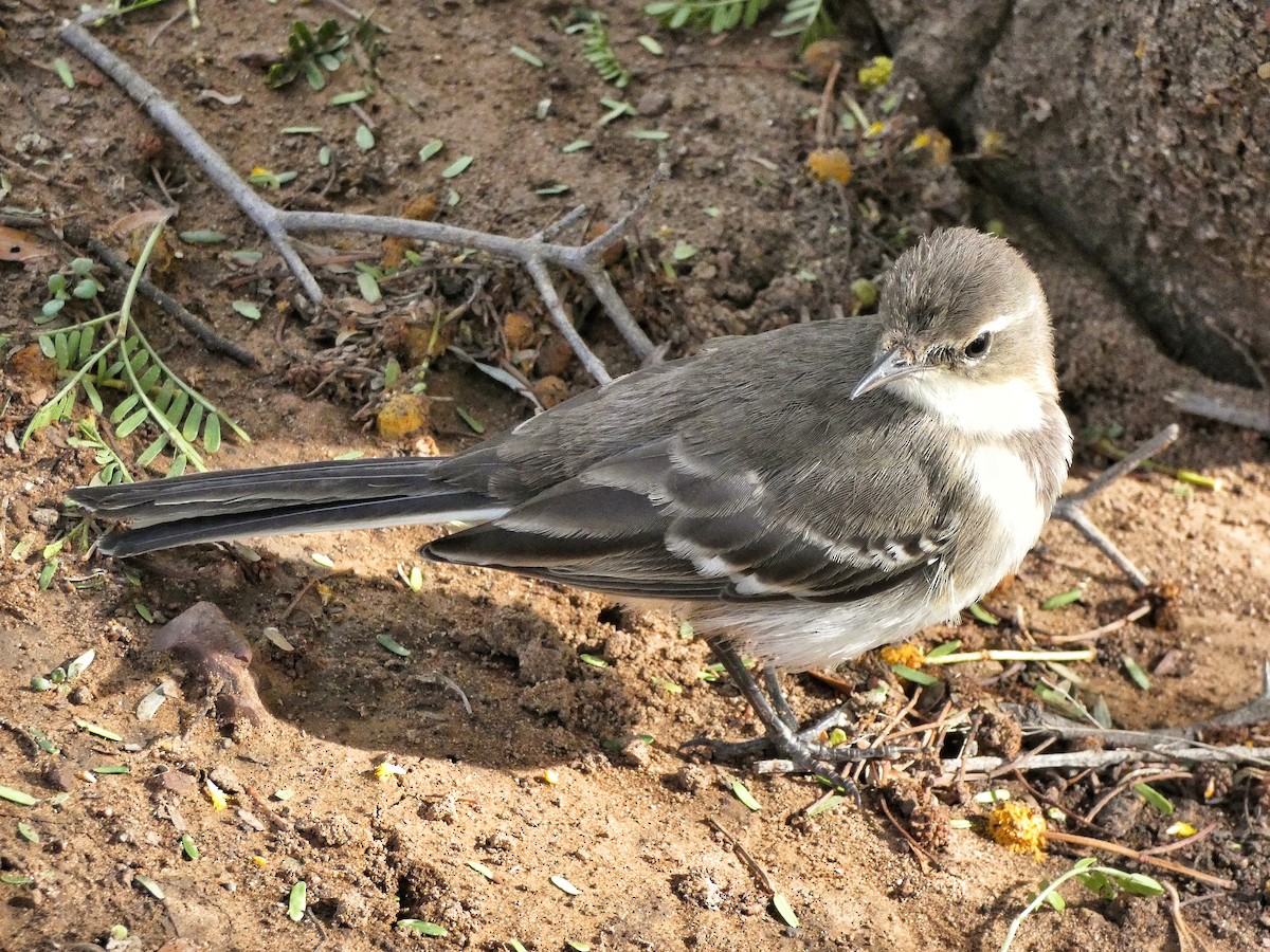 Cape Wagtail - ML619071476