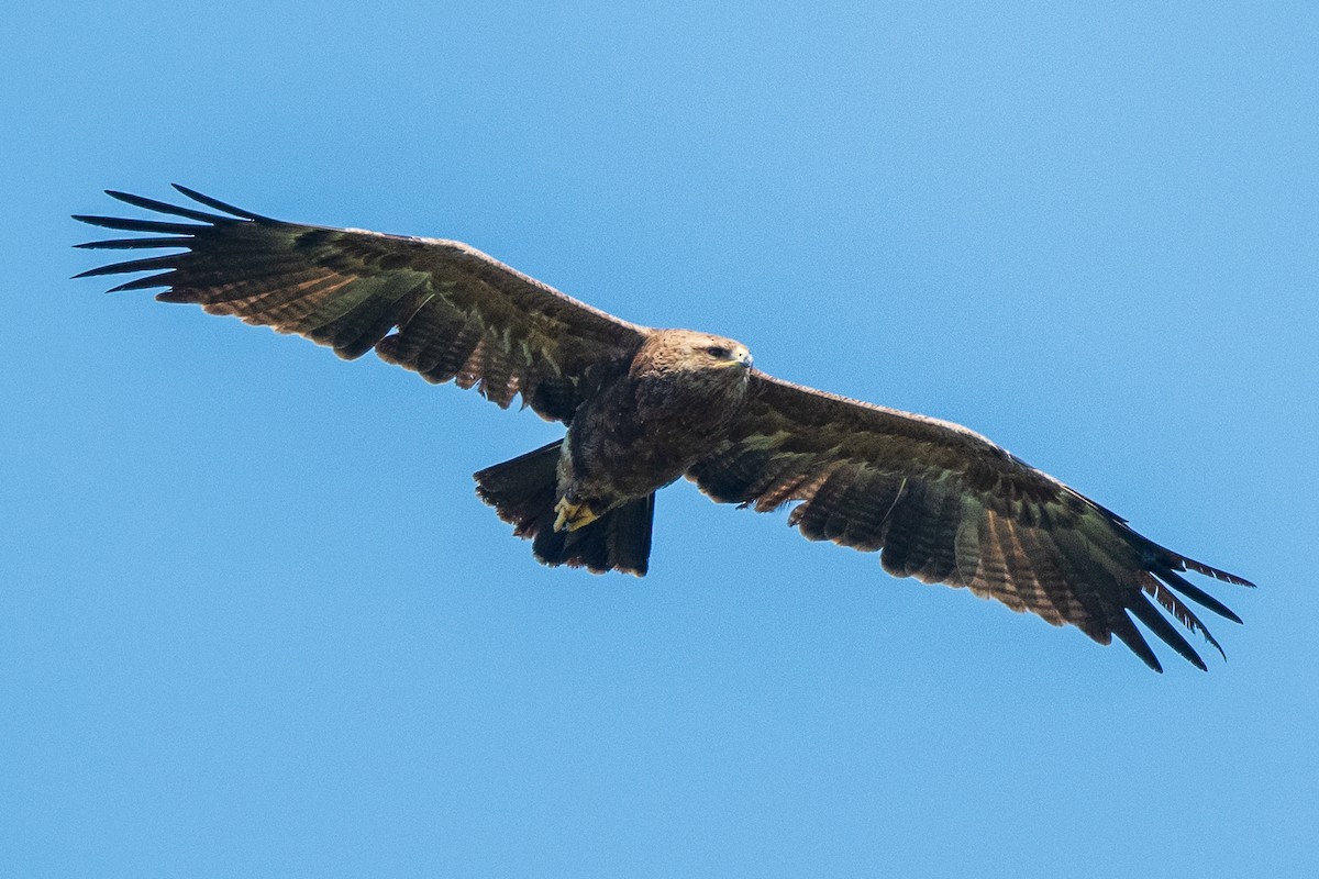Lesser Spotted Eagle - ML619071477