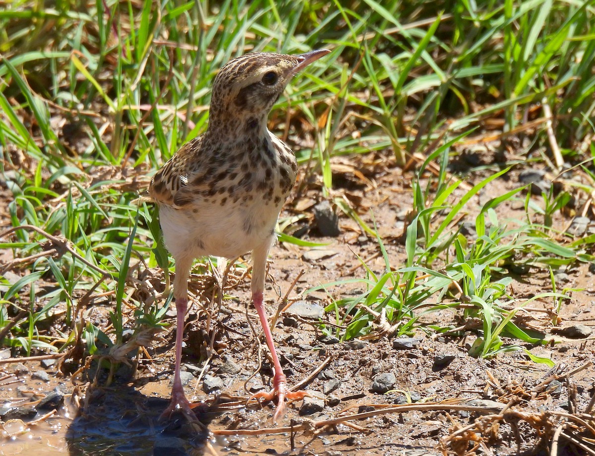 African Pipit - ML619071486