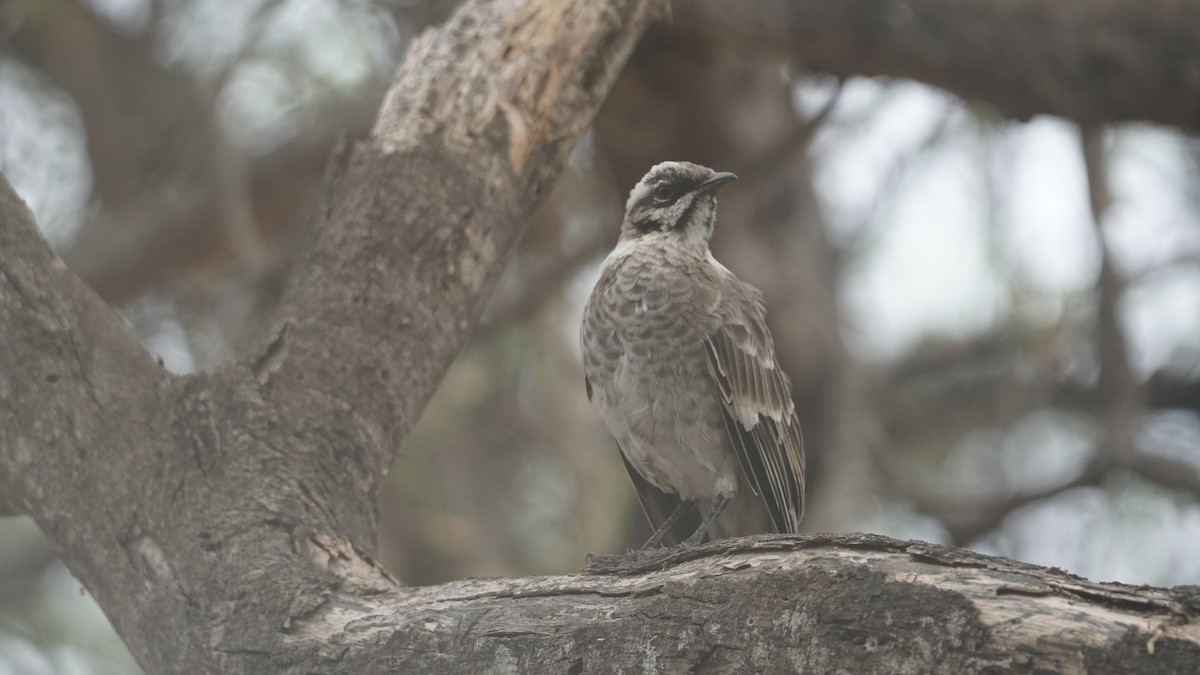 Long-tailed Mockingbird - ML619071515