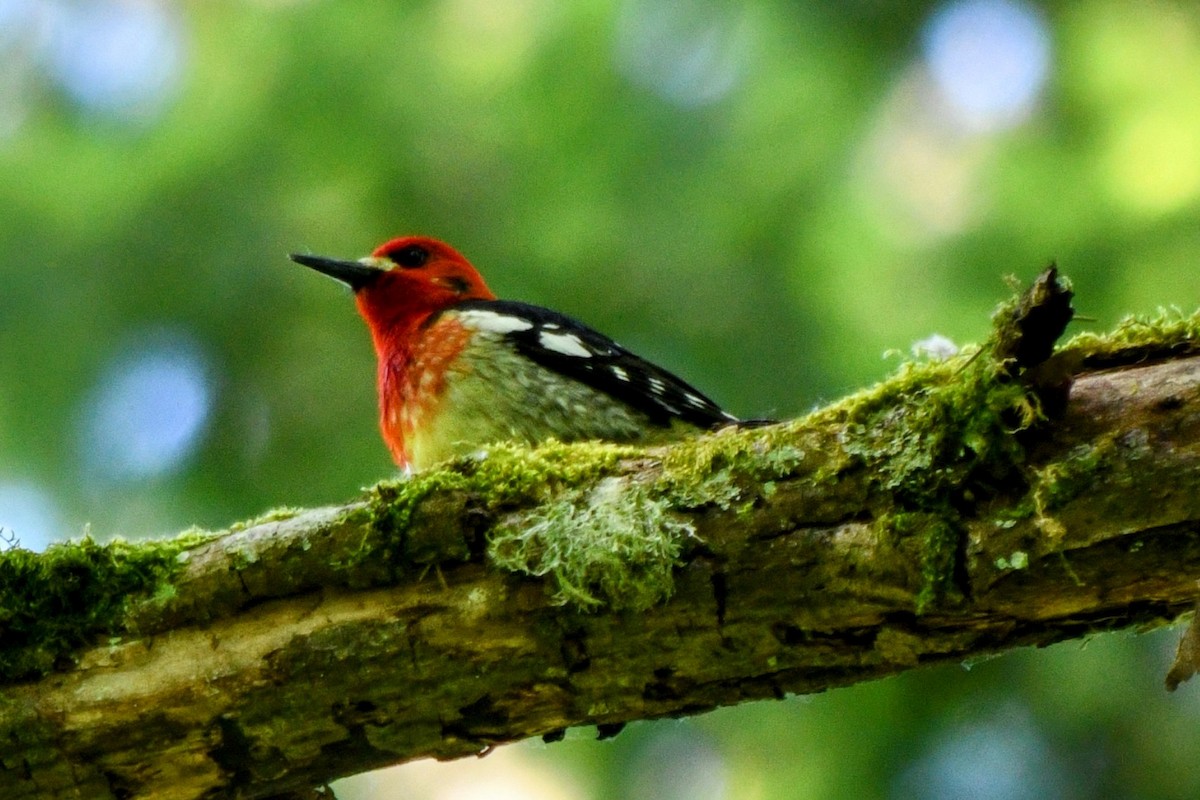 Red-breasted Sapsucker - ML619071534