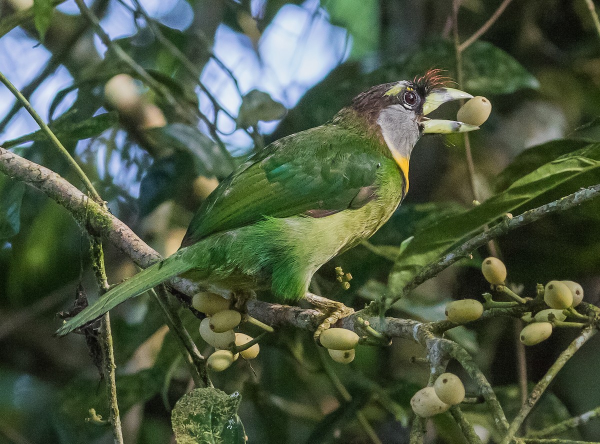 Fire-tufted Barbet - ML619071536