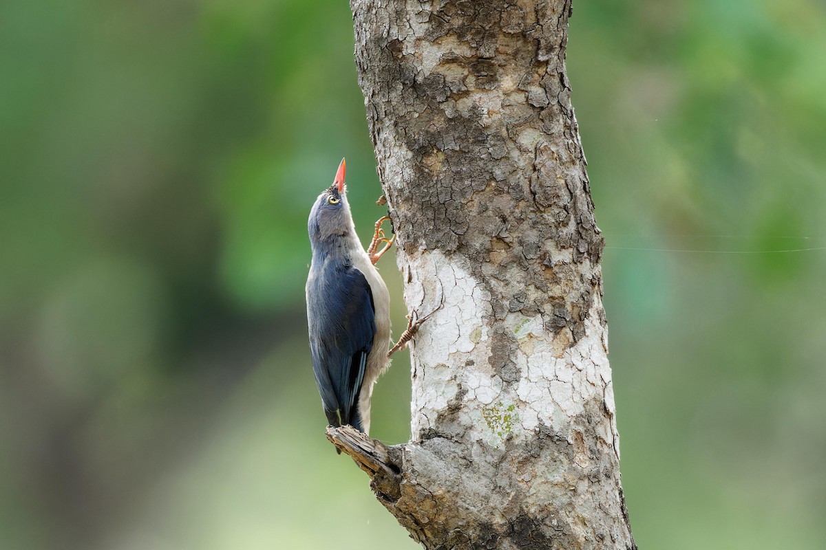 Velvet-fronted Nuthatch - ML619071543