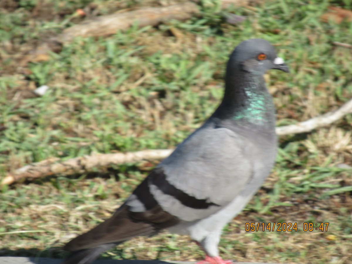 Сизый голубь (Одомашненного типа) - ML619071571