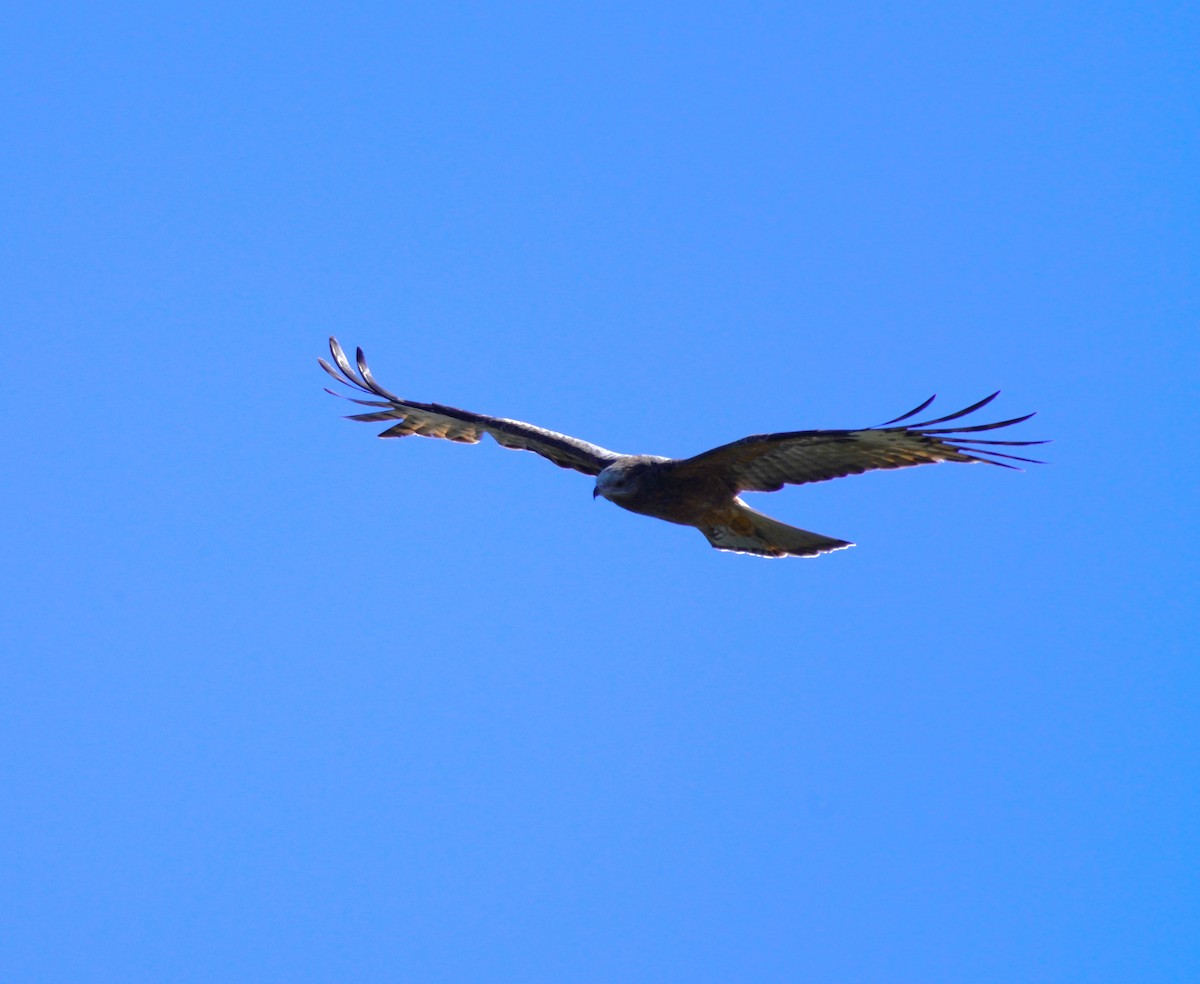 Square-tailed Kite - ML619071669