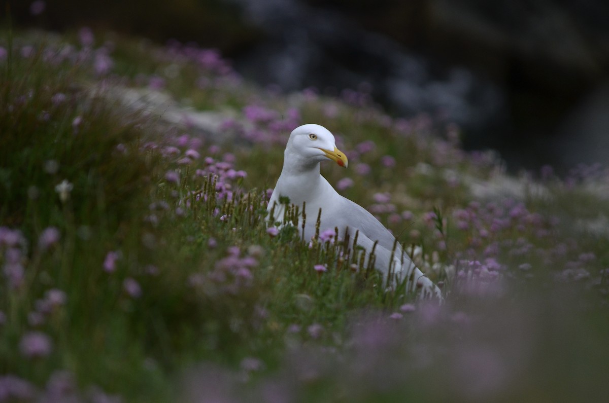 Herring Gull (European) - ML619071736