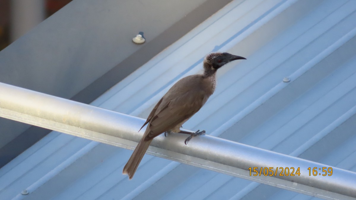 Helmeted Friarbird (Hornbill) - ML619071765