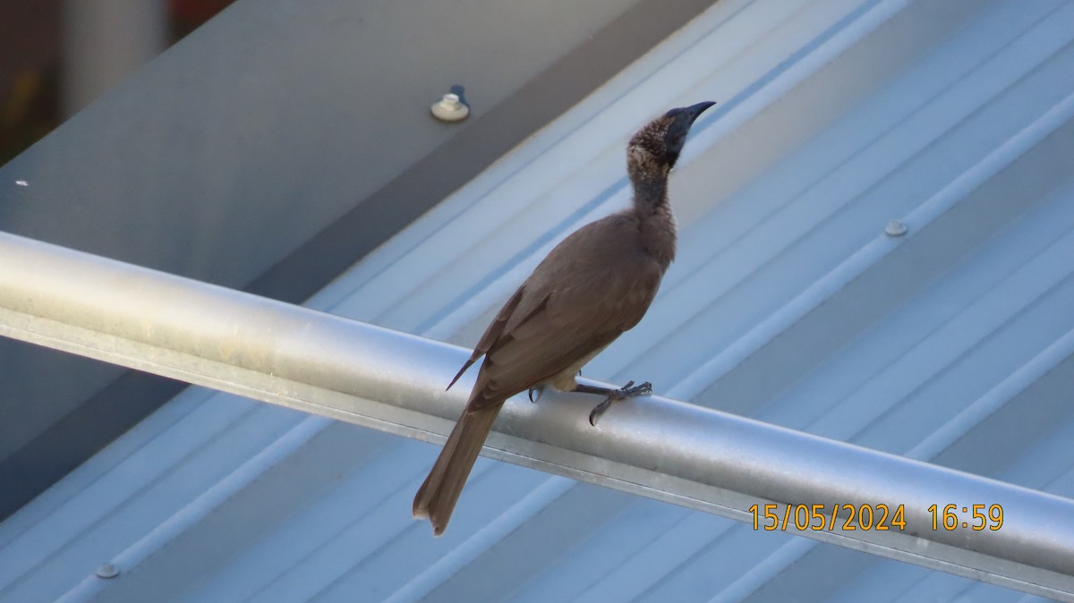 Helmeted Friarbird (Hornbill) - ML619071787