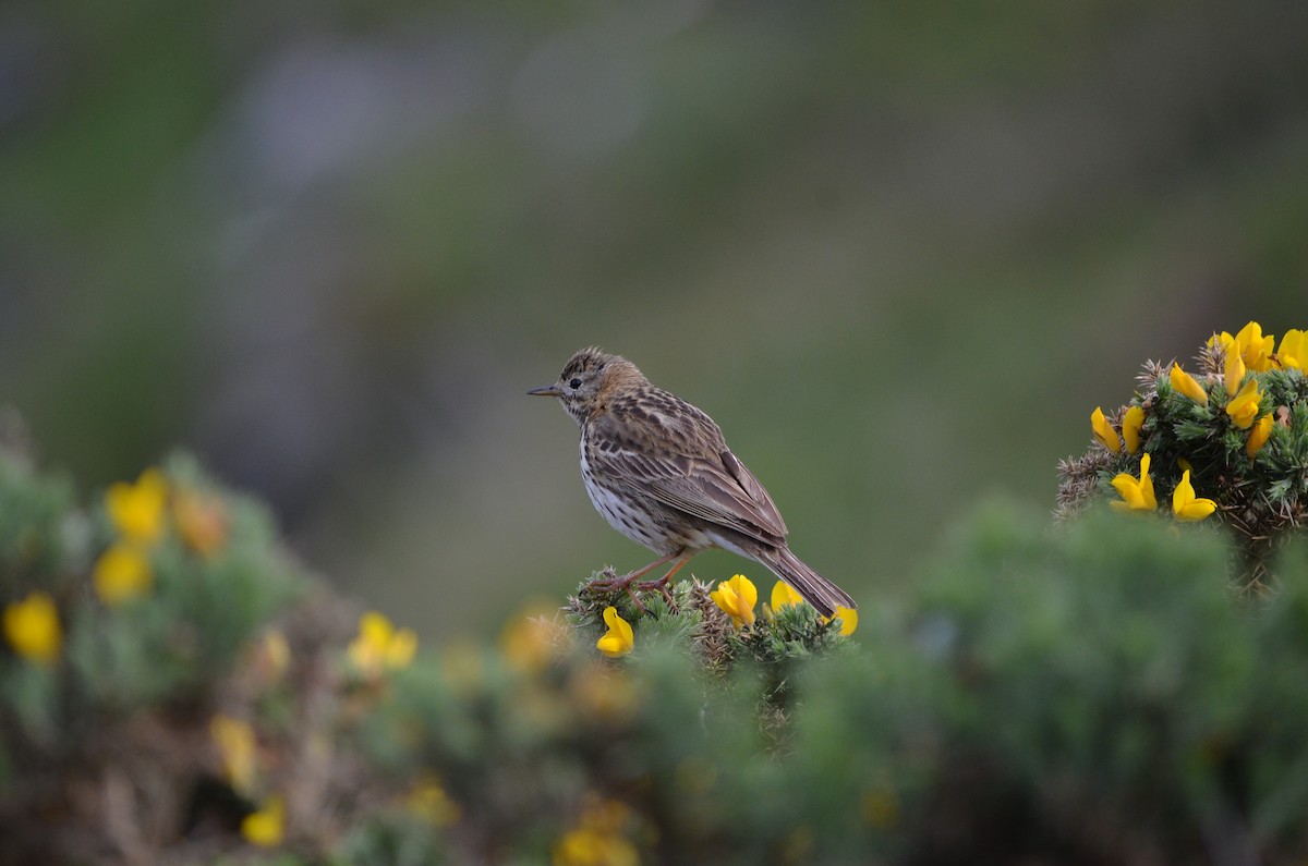 Meadow Pipit - ML619071788